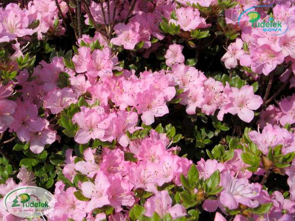 Azalia japońska Betty Muir